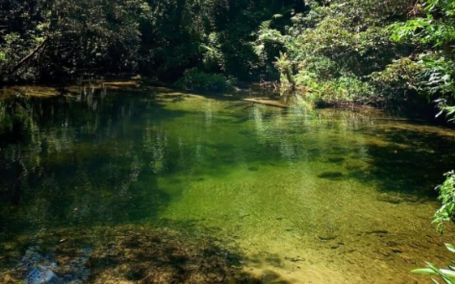 A clear river surrounded by dense forest. 5