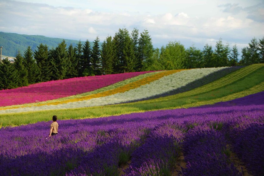 A person walking through a field of lavender with colorful flower rows and a forest in the background. 5