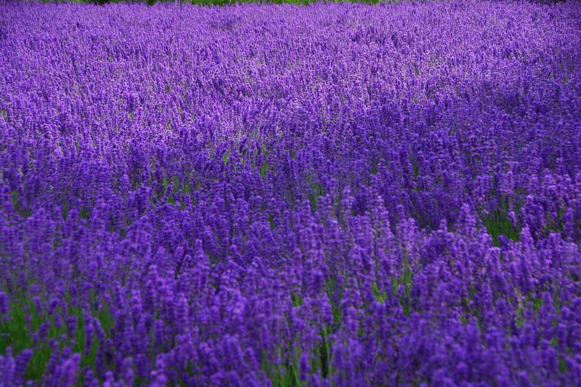 A field of purple flowers. 1