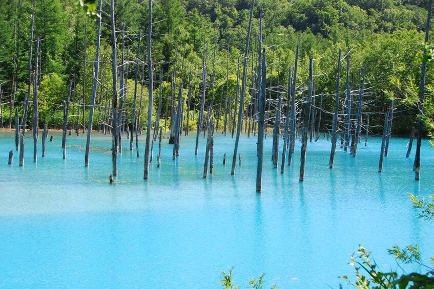 A mangrove forest with numerous trees standing in clear blue water. 4