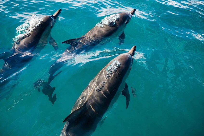 Three dolphins swimming in clear blue water. 2