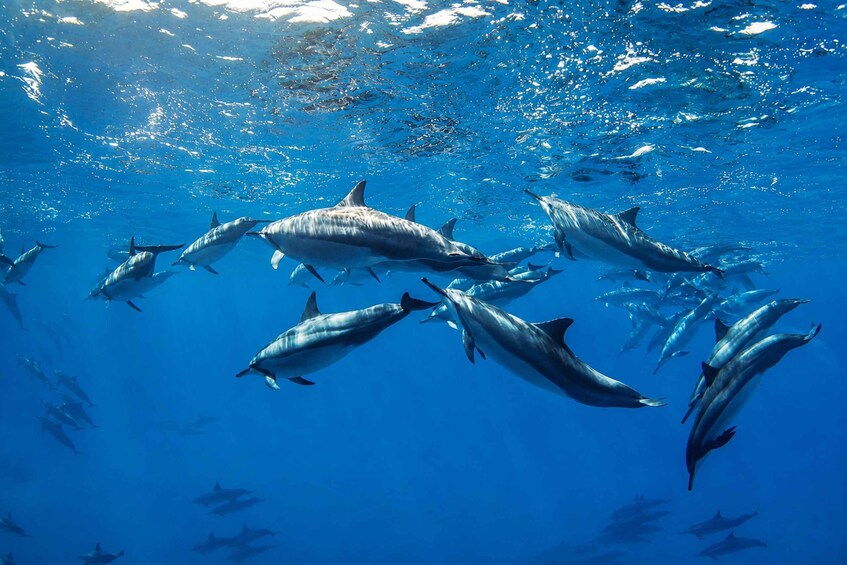A school of dolphins swimming in clear blue water. 4