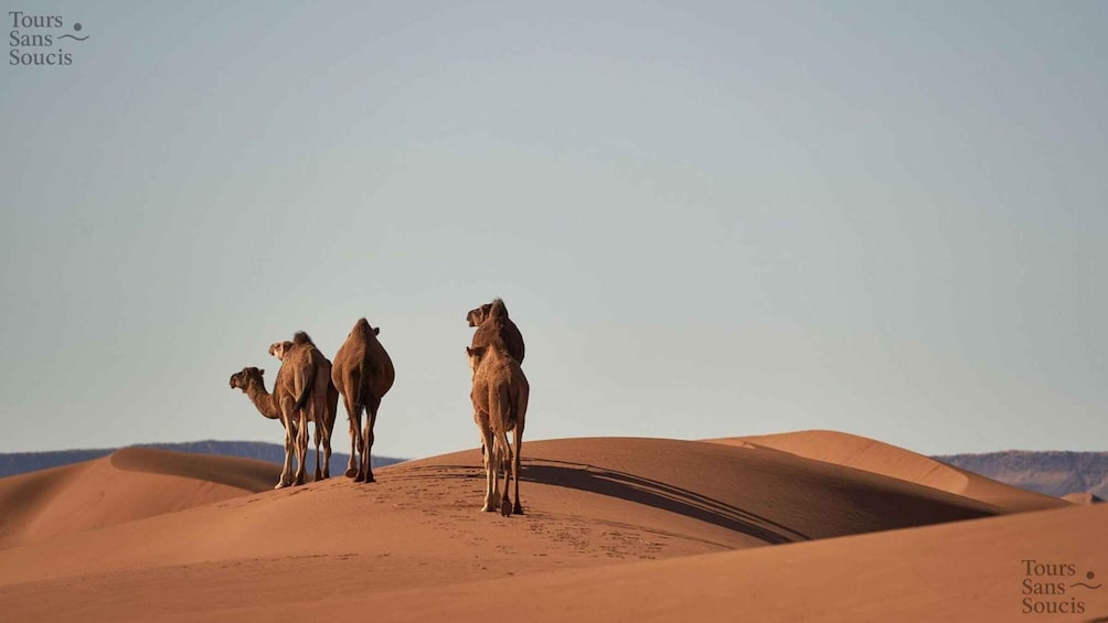 Camels on a desert dune with a clear sky. 1