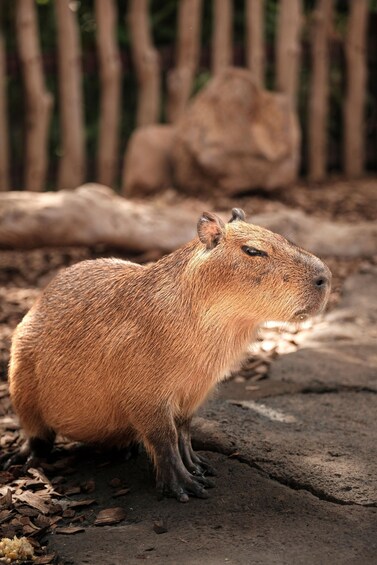 A capybara on a concrete surface with a blurred background of trees and a fence. 2