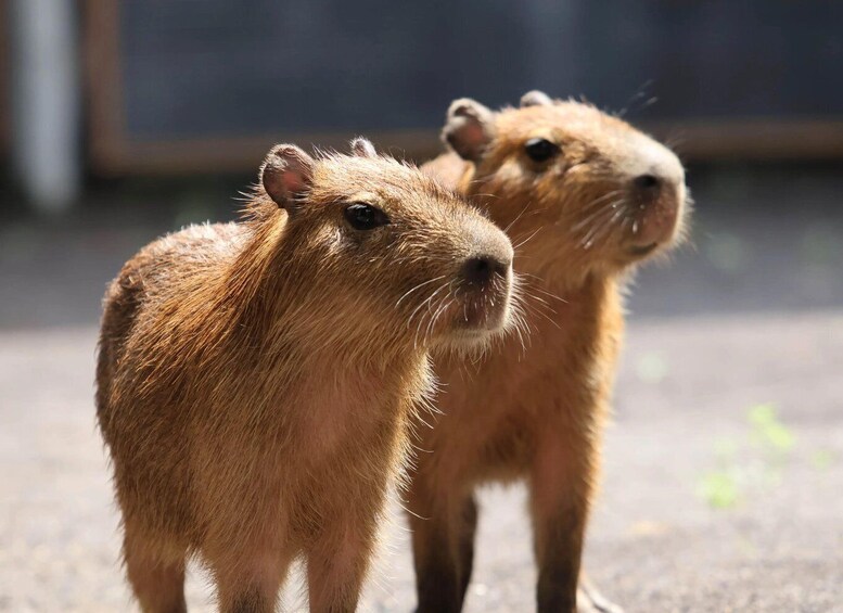 Two capybaras standing on a paved surface. 1