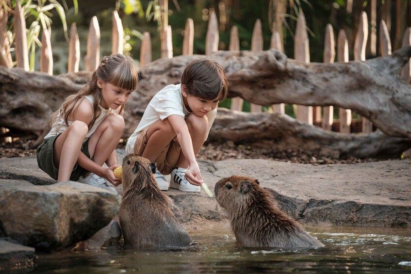 Children feeding animals at a zoo enclosure. 3