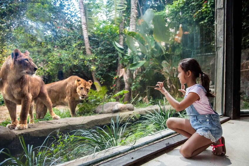 A person crouching near a glass enclosure with two lions. 5