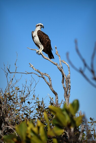 An osprey perched on a branch. 3
