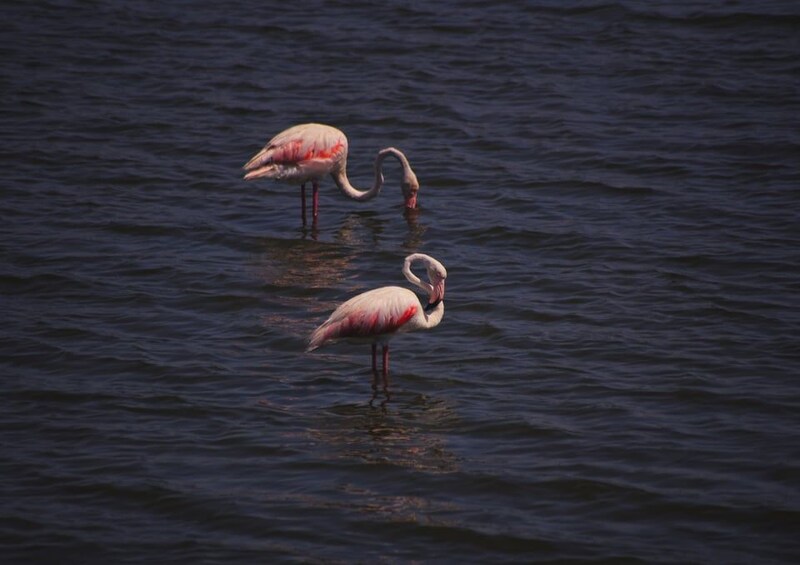 Two flamingos standing in water. 2