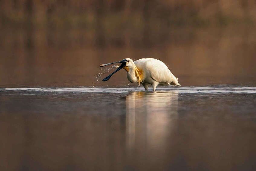 A bird wading in water with a fish in its beak. 1