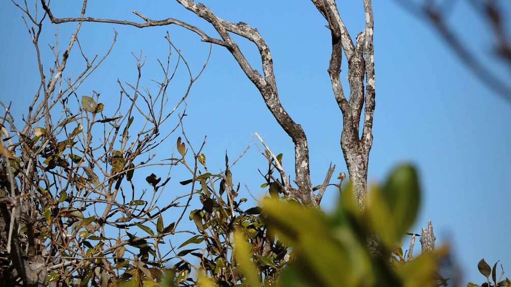 A tree with bare branches and some green leaves against a clear blue sky. 2