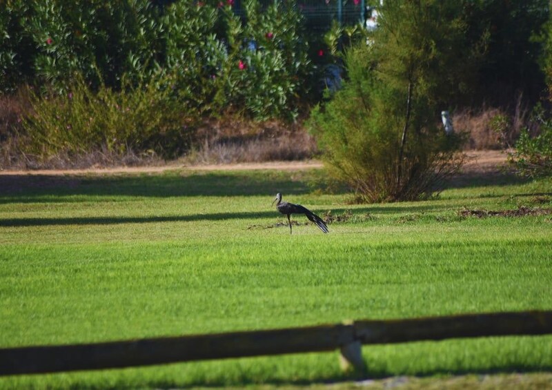 A bird standing on a grassy field with trees and bushes in the background. 5