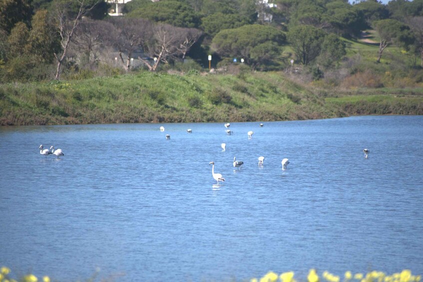 A lake with several swans and geese, surrounded by greenery and trees. 5