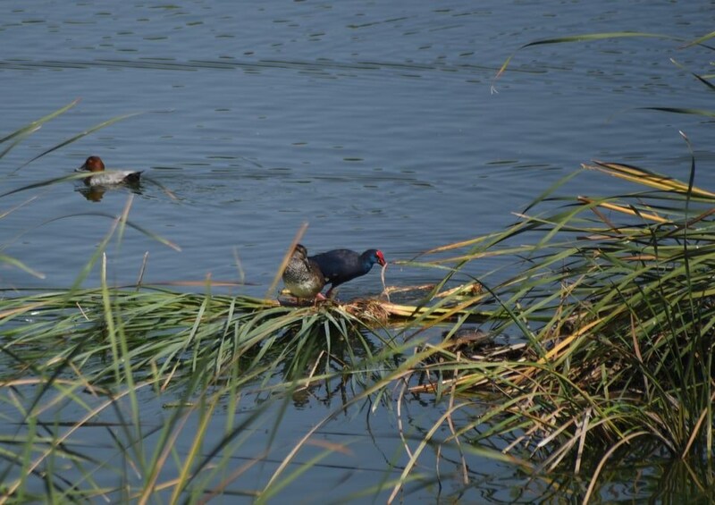 A bird perched on a log in a body of water with reeds around. 3