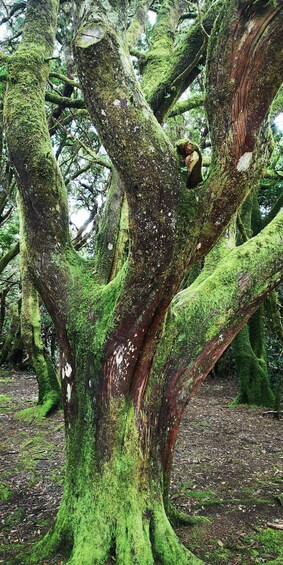 A large moss-covered tree with thick roots and a dense forest background. 3