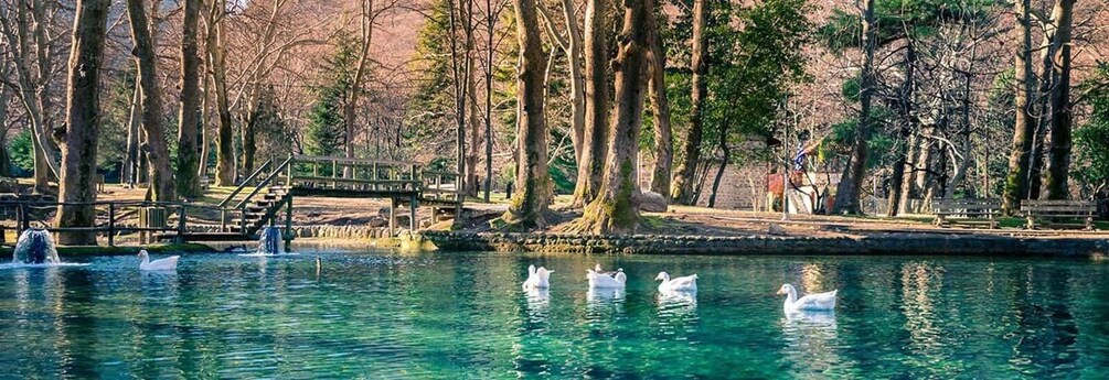 A serene park with a clear pond, swans, and a wooden bridge. 1