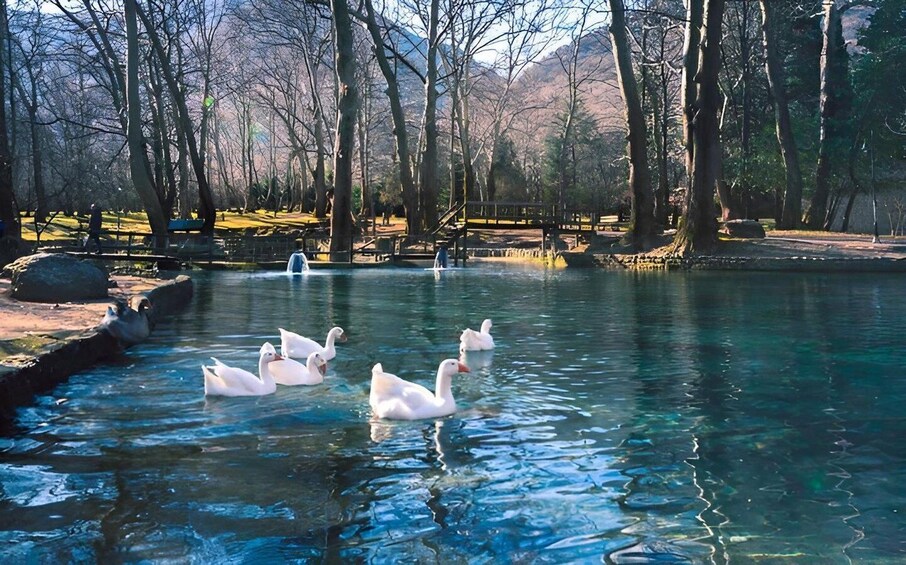 A clear pond with swans swimming, surrounded by trees and a bridge. 1