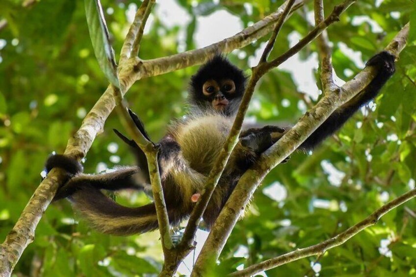 A monkey in a tree. 4