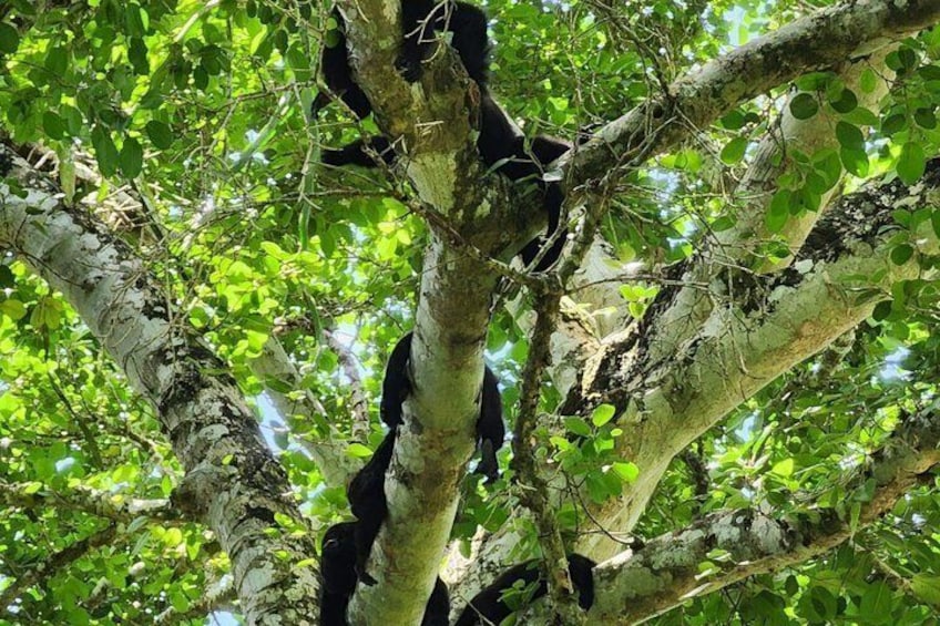 A tree with black birds perched on its branches. 2