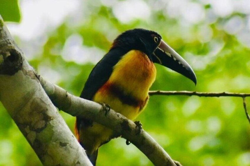 A toucan perched on a tree branch with a blurred green background. 3
