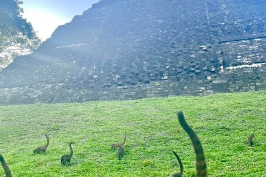 A grassy field with giraffes and a mountain in the background. 1
