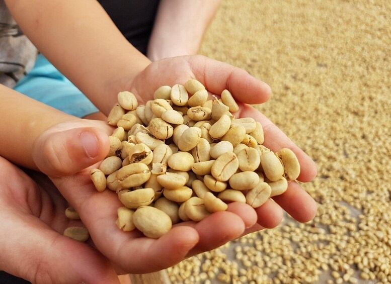 A pair of hands holding coffee beans. 1