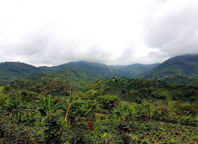 A mountainous landscape with dense vegetation and banana plants in the foreground. 3