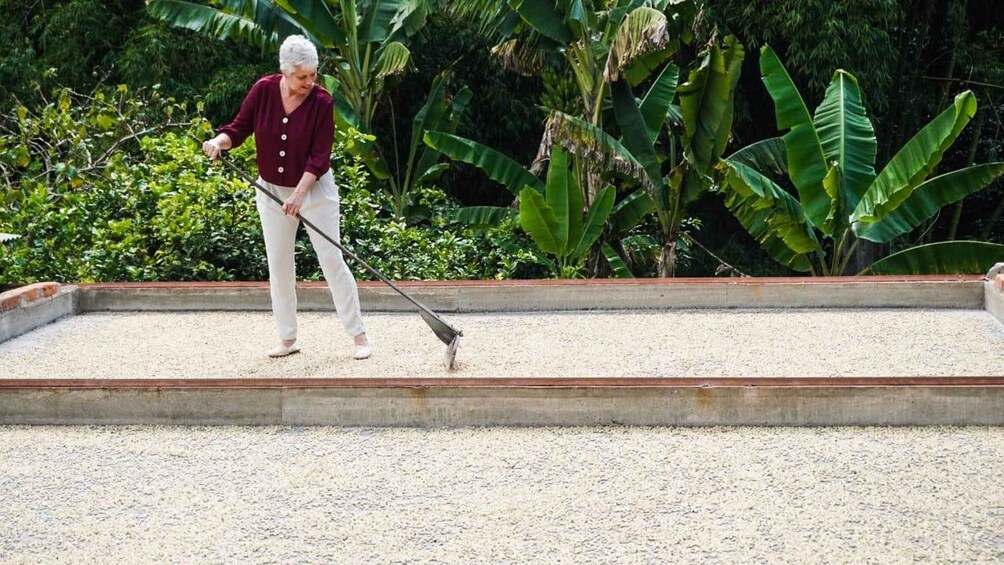 An elderly person using a rake in a garden with banana plants. 4