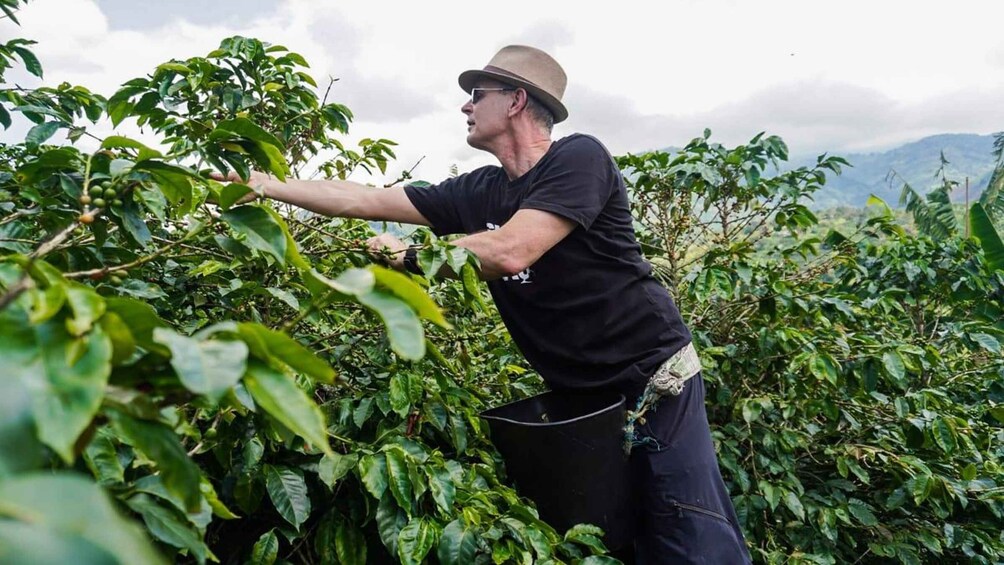 A person harvesting coffee cherries from a tree in a coffee plantation. 5