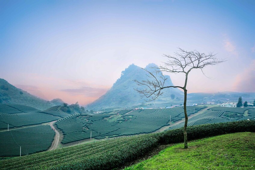 Terraced tea fields, a solitary tree, and a mountain in the background. 2