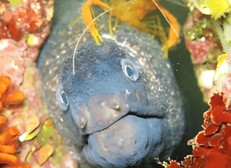 A fish with a large mouth and prominent eyes, surrounded by colorful coral and marine life. 1