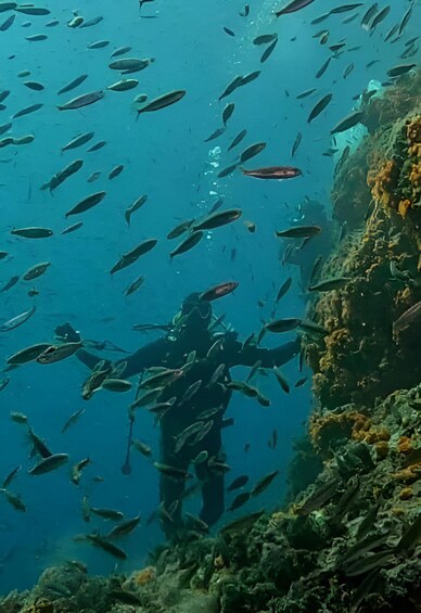 A diver surrounded by a school of fish in clear blue water. 4