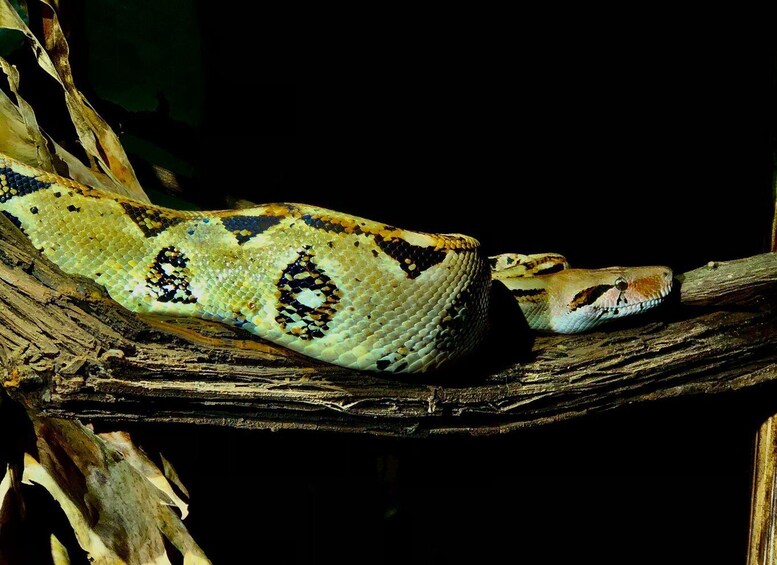 A snake coiled on a branch. 5