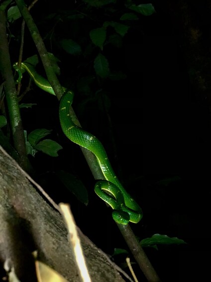 A green snake coiled on a tree branch in a dark environment. 4