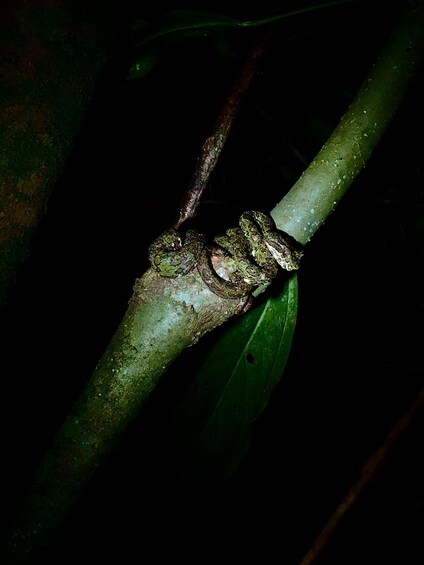 A tree branch with a snake coiled around it. 3