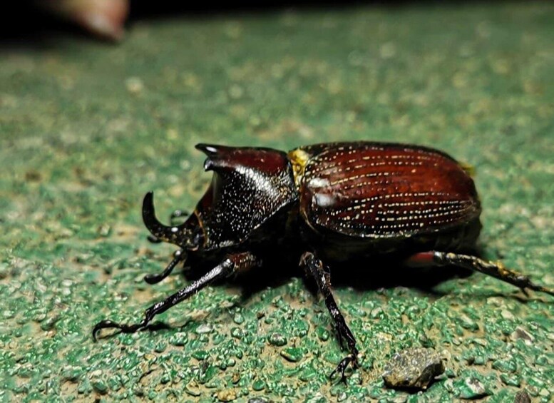 A beetle on a textured surface. 1