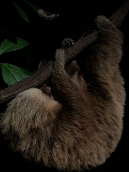 A sloth hanging from a tree branch. 2