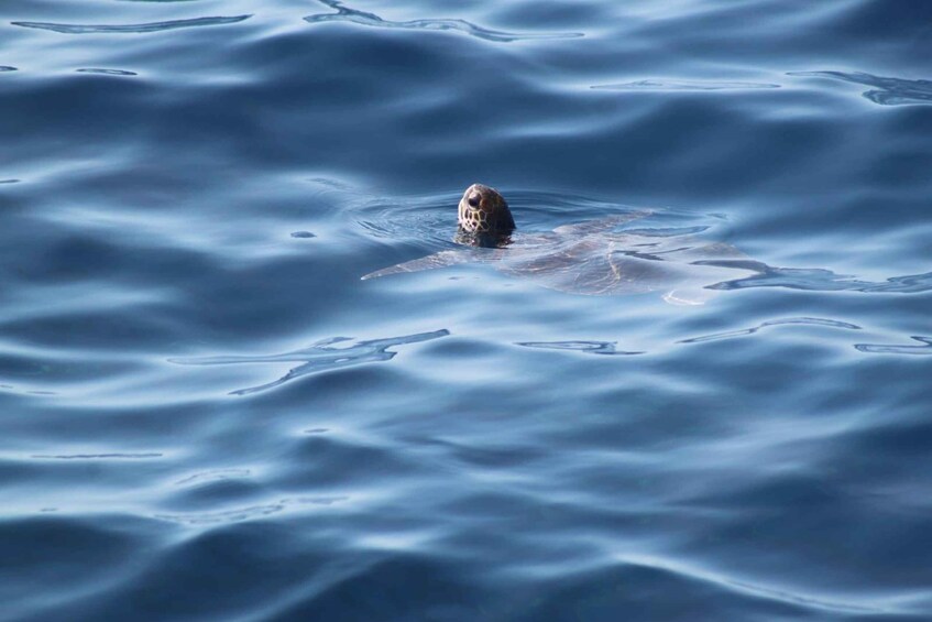 Picture 9 for Activity Tenerife: Whale Watching with a Fast New Boat 4