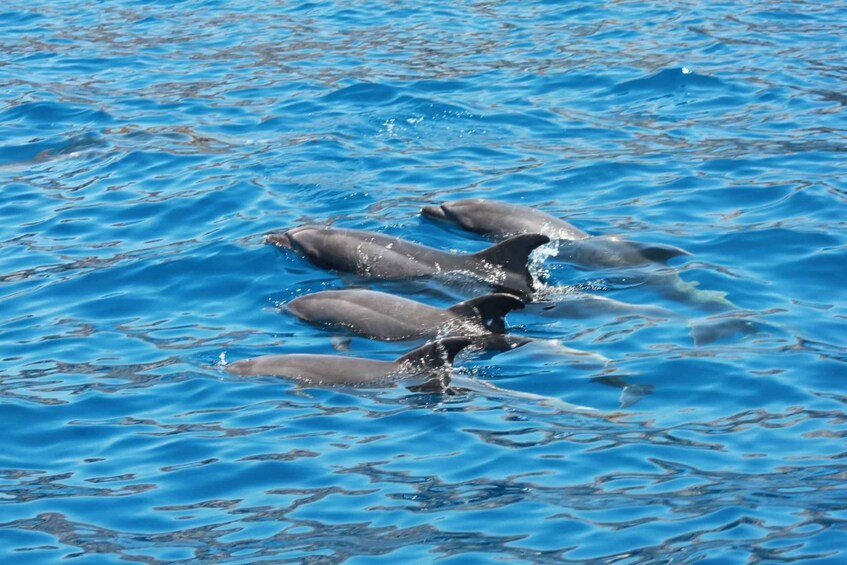 Picture 11 for Activity Tenerife: Whale Watching with a Fast New Boat 3
