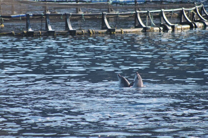 Picture 10 for Activity Tenerife: Whale Watching with a Fast New Boat 2