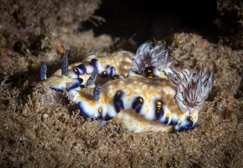 A nudibranch with yellow and black spots resting on a sandy seabed. 3