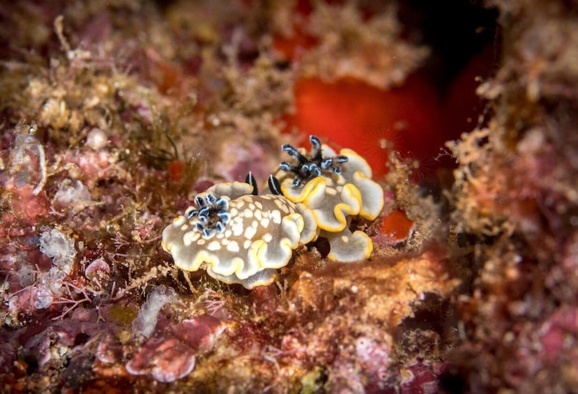 A marine creature with a yellow and white body, surrounded by coral and marine debris. 4