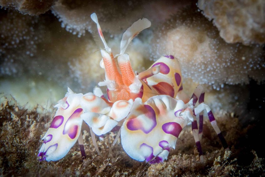 A marine creature with white and orange body, purple spots, and long antennae, resting on a rocky seabed. 2