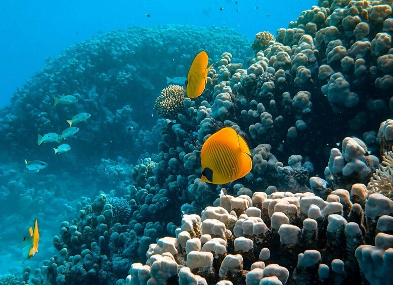 A vibrant coral reef with various fish species, including yellow and black striped fish, and a school of smaller fish swimming around. 2
