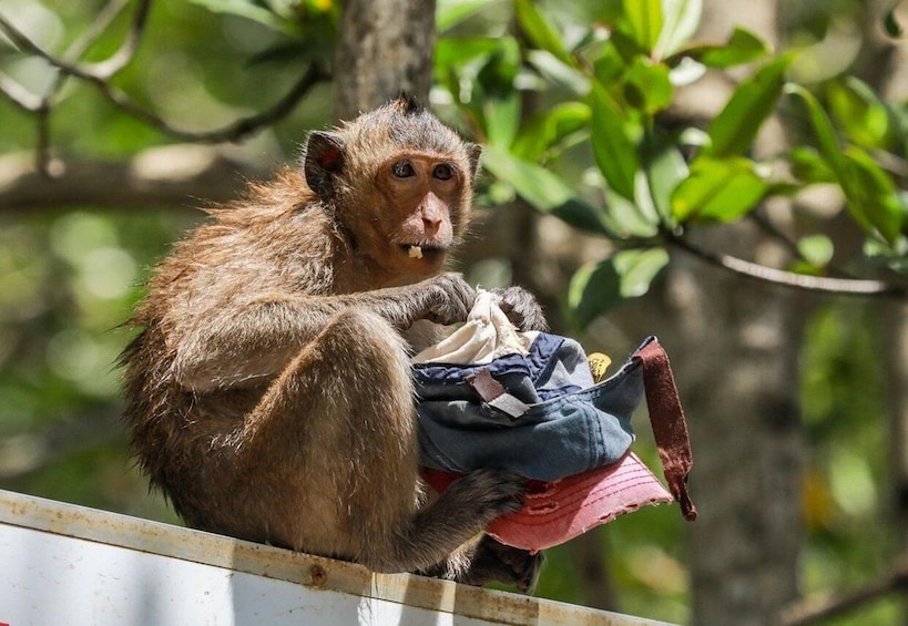 A monkey sitting on a ledge with a cloth. 2
