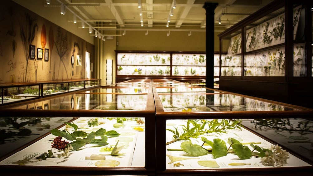 A museum exhibit with glass display cases containing botanical specimens and illustrations. 5