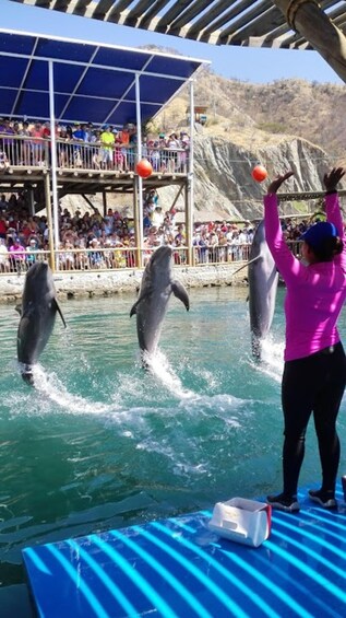 Dolphins performing tricks in a pool with an audience watching. 3