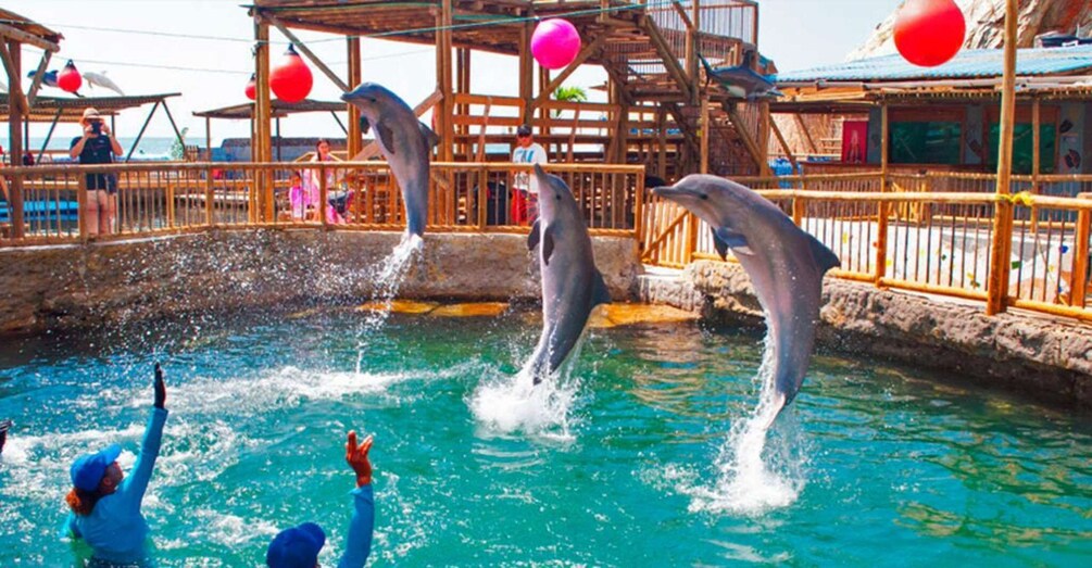 Dolphins performing in a pool with spectators. 1