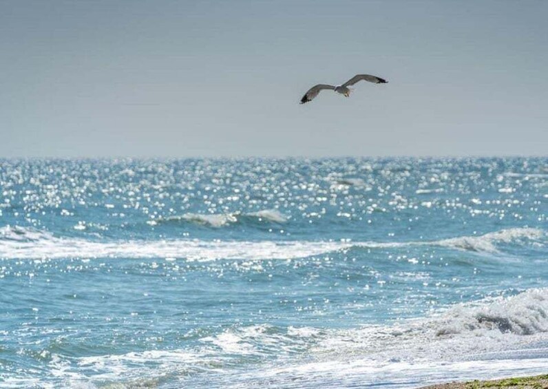 A seagull flying over a sparkling ocean with waves crashing onto the shore. 1
