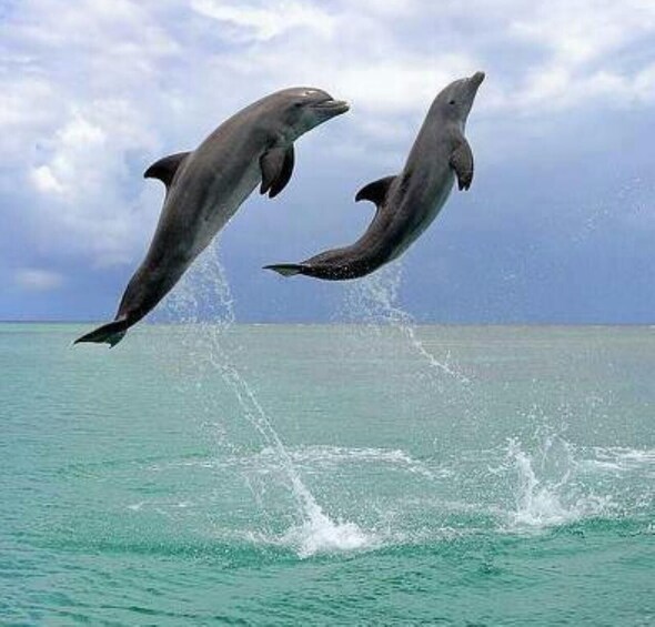 Two dolphins leaping out of the water. 5